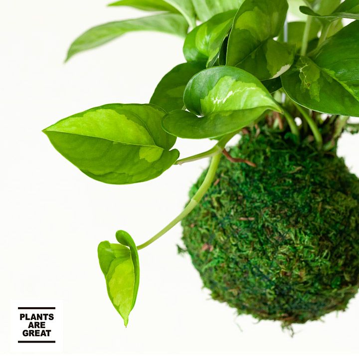 ポトス・グローバルグリーンの苔玉 | [公式]e-花屋さん