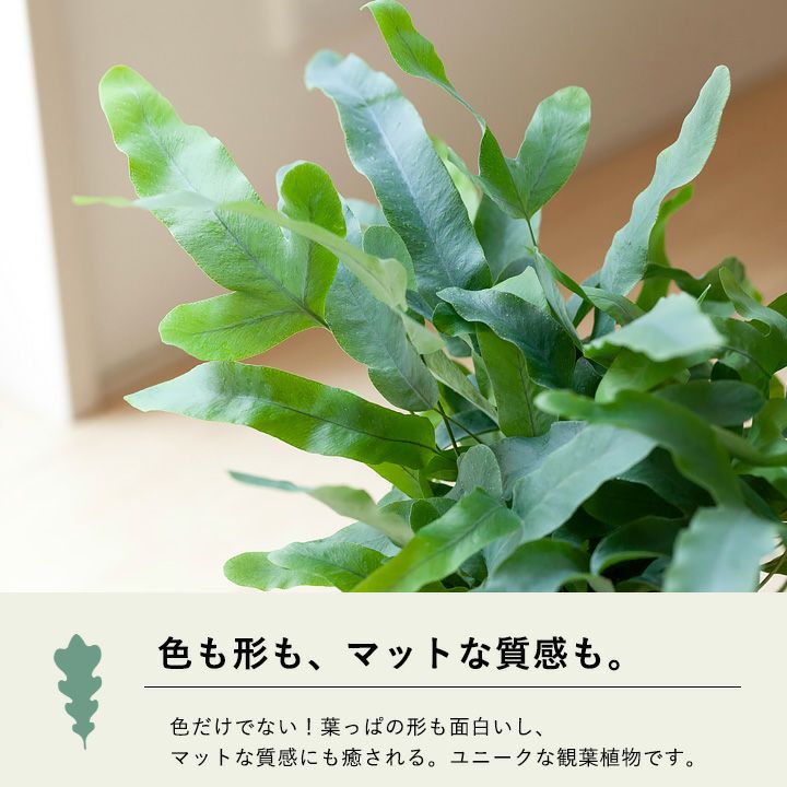 ポリポジウム「ブルースター」フレポディウム属の美しいシダ植物