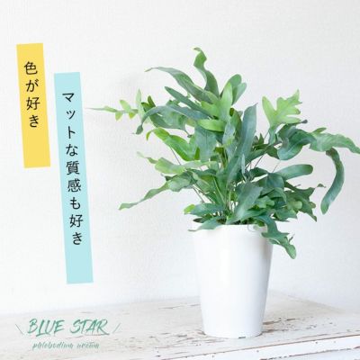 シダ植物 公式 E 花屋さん 本店