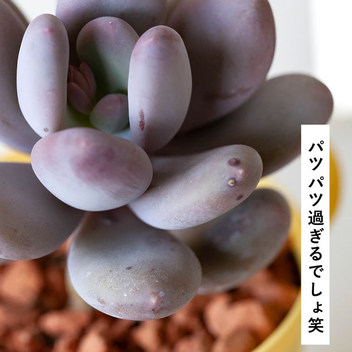 桃美人葉挿し苗 - その他多肉植物