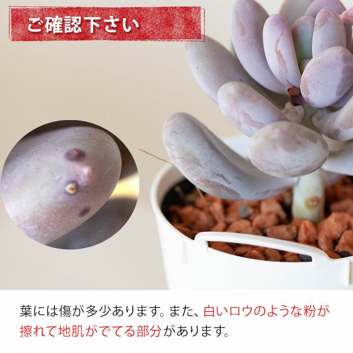 パキフィツム星美人（ぷっくり系多肉植物）育て方付き