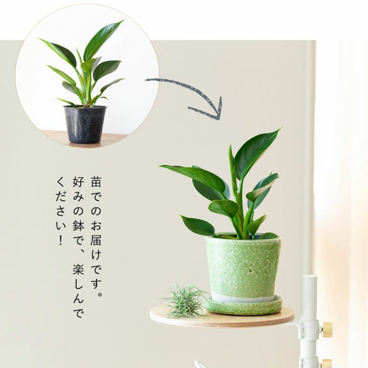 植替え写真1