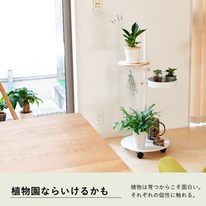 部屋に観葉植物を飾ってる写真