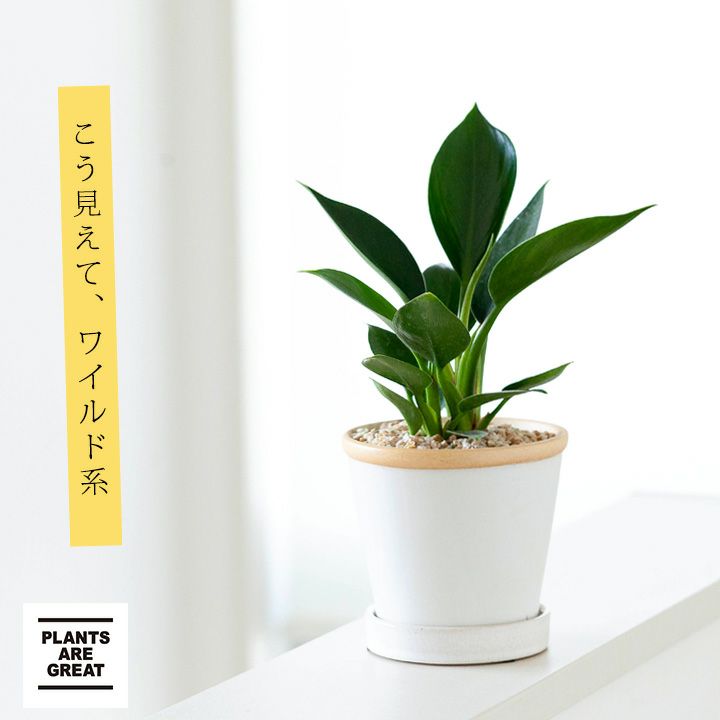 フィロデンドロン・アップルを陶器鉢で｜[公式] e-花屋さん 本店