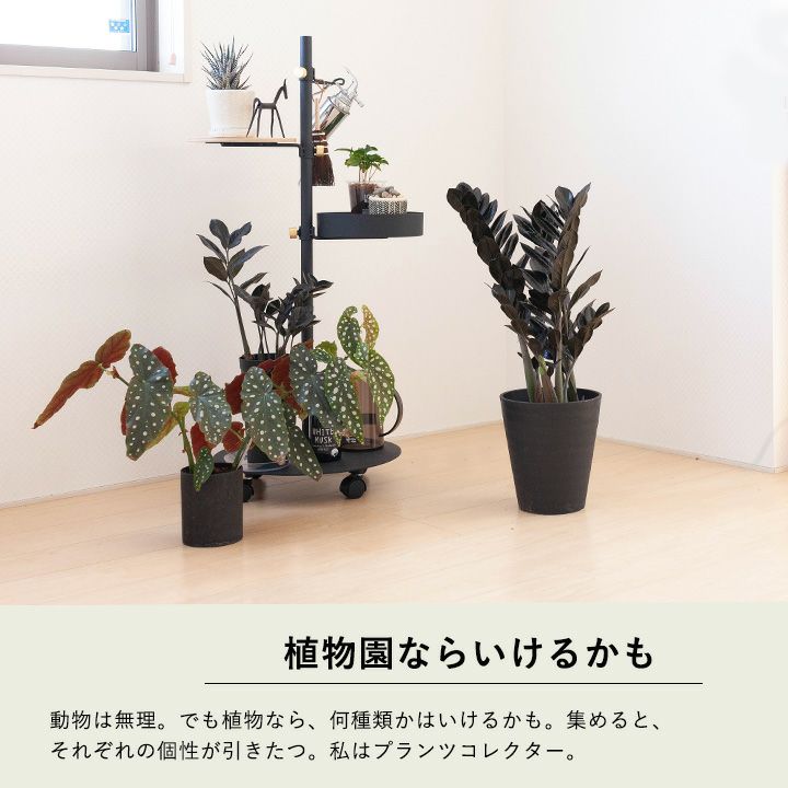 植物を色々飾ってる写真