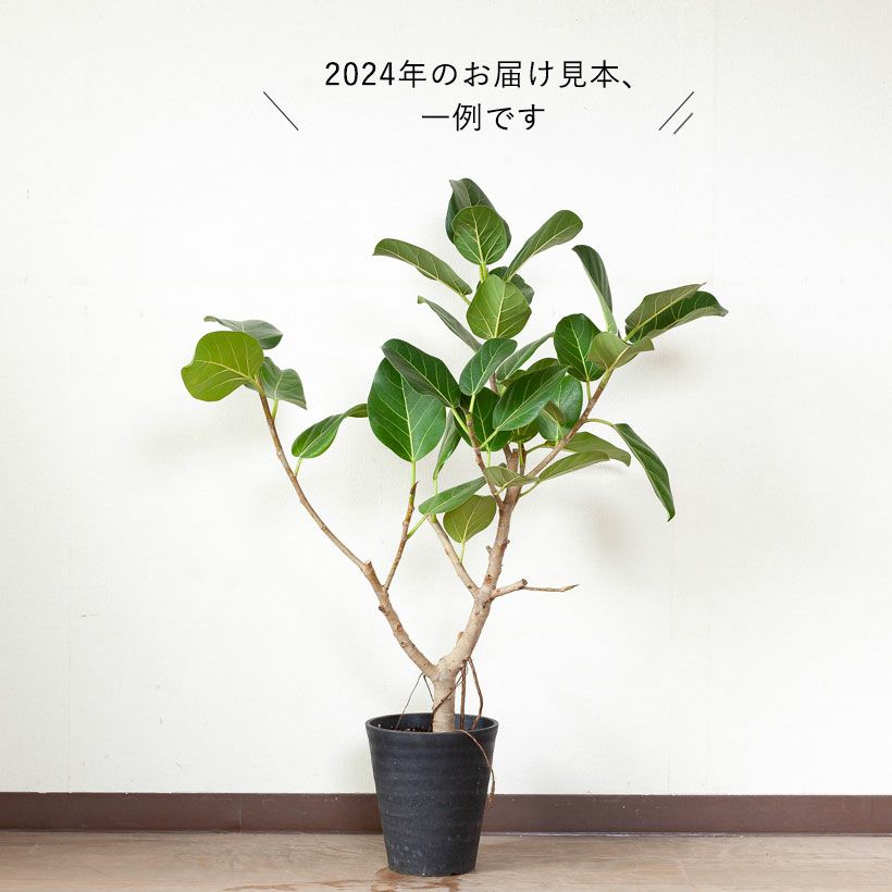 フィカス ベンガレンシス 幹太 真っ直ぐ - 植物/観葉植物