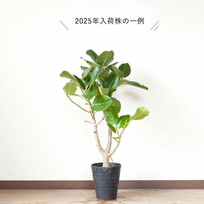 ベンガレンシス（ベンガルボタイジュ）幹が太い人気のフィカス