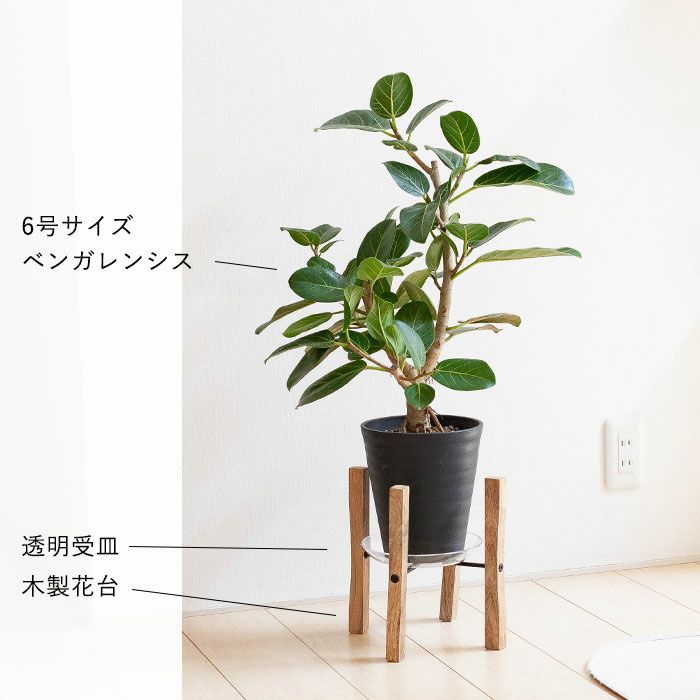 フィカス　ベンガレンシス　太幹　植物　盆栽　インテリア ④12/1撮影 幹太 フィカス ベンガレンシス 観葉植物 大型 その他