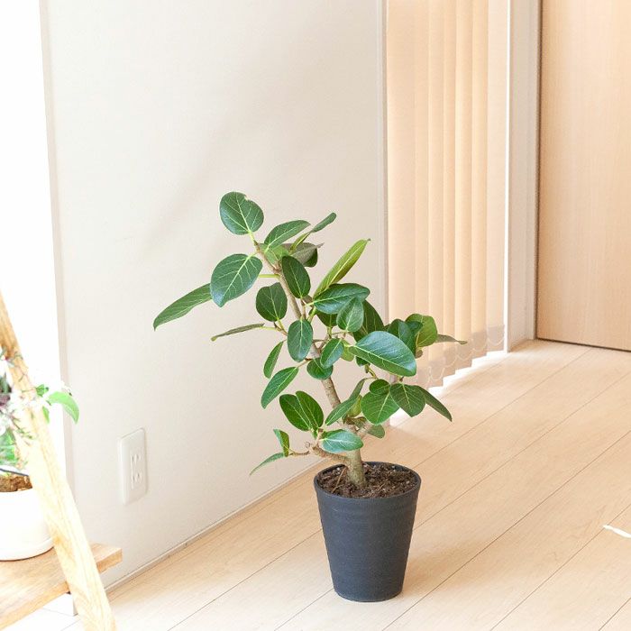 フィカスベンガレンシス「幹太」6号｜コンパクトで飾りやすいe-花屋さん