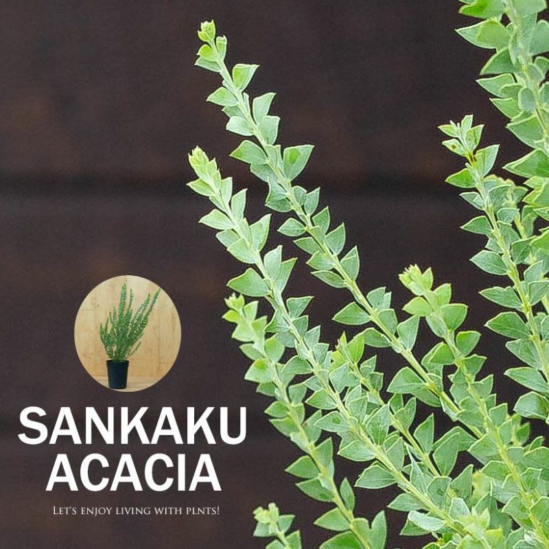 サンカクバアカシア　三角葉アカシア　テラコッタ鉢植え　苗ミモザ　ウェルカムツリー サンカクバアカシア 三角葉アカシア テラコッタ鉢植え 苗ミモザ