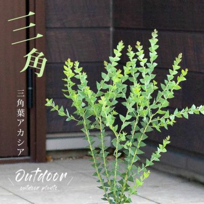 三角葉アカシア5号ポット苗 公式 E 花屋さん 三角葉アカシア5号ポット苗 公式 E 花屋さん