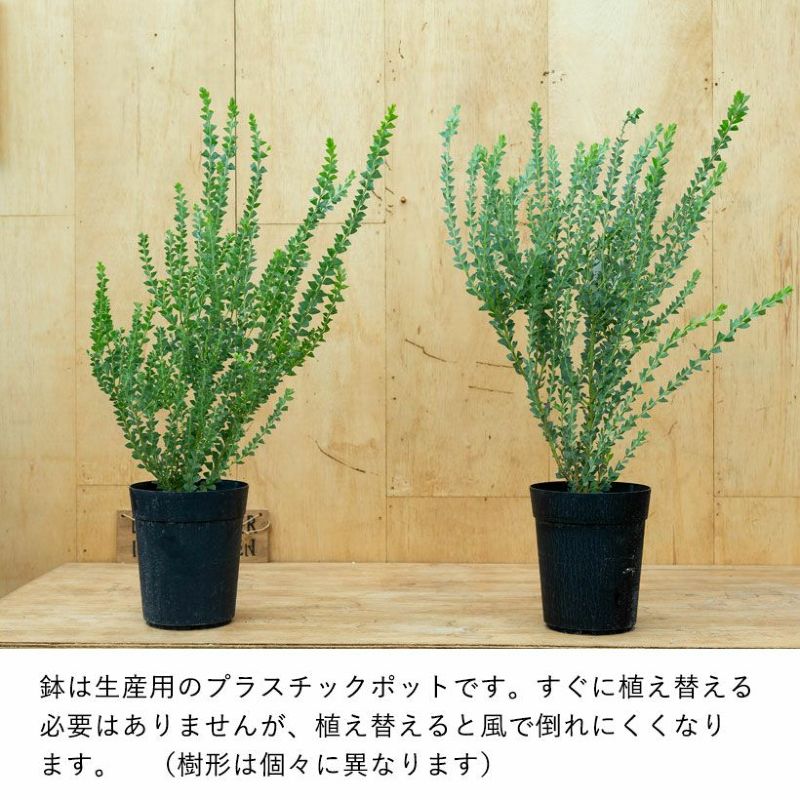 三角葉アカシア（サンカクバ）の鉢植え：高さ60㎝｜e-花屋さん
