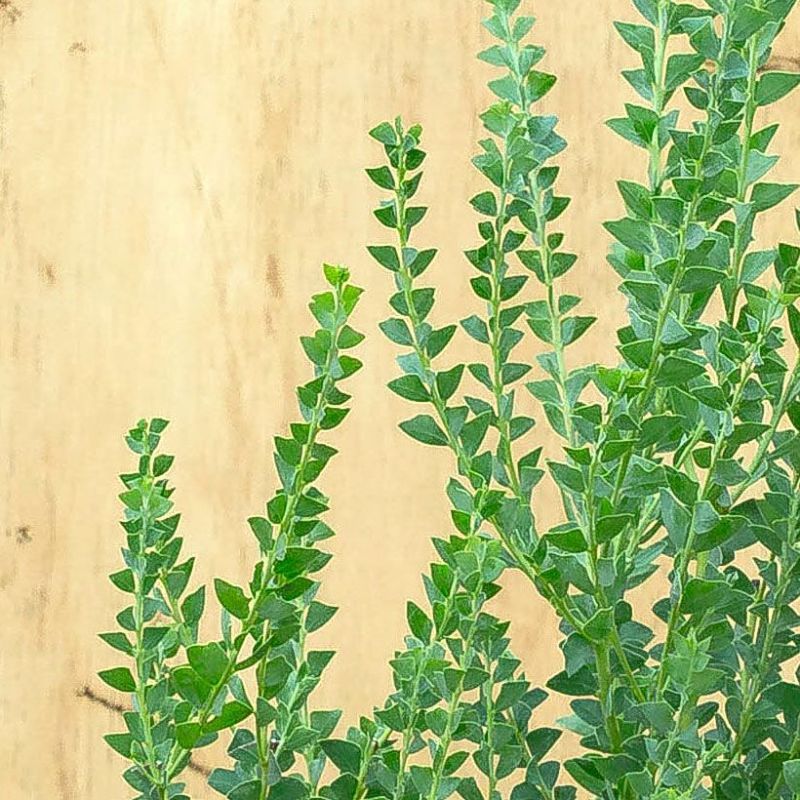 三角葉アカシア サンカクバアカシア 鉢植え 苗木 ミモザ サンカクバ