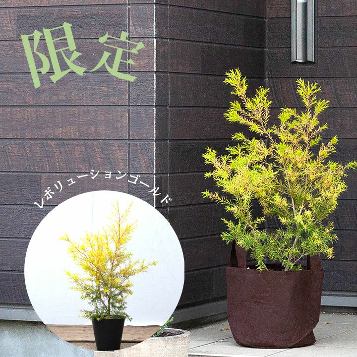 メラレウカ黄金品種レボリューションゴールド｜コバノブラシキ属