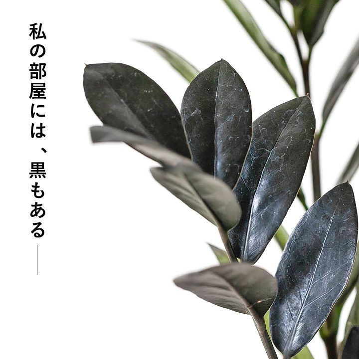 黒い葉の観葉植物ザミオクルカス・レイブン