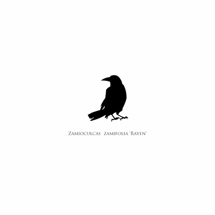 カラスの絵