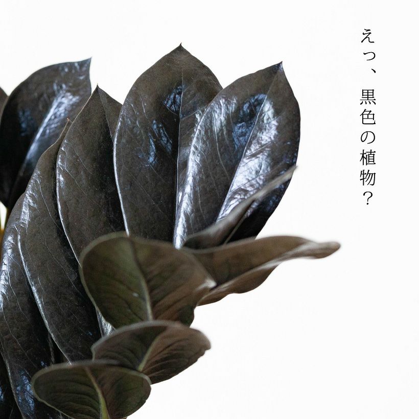 黒い葉の観葉植物
