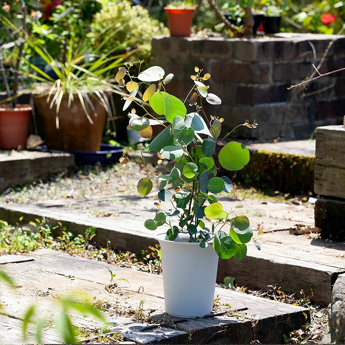 オージープランツ向け培養土｜植え替えに必要な鉢、植物も販売