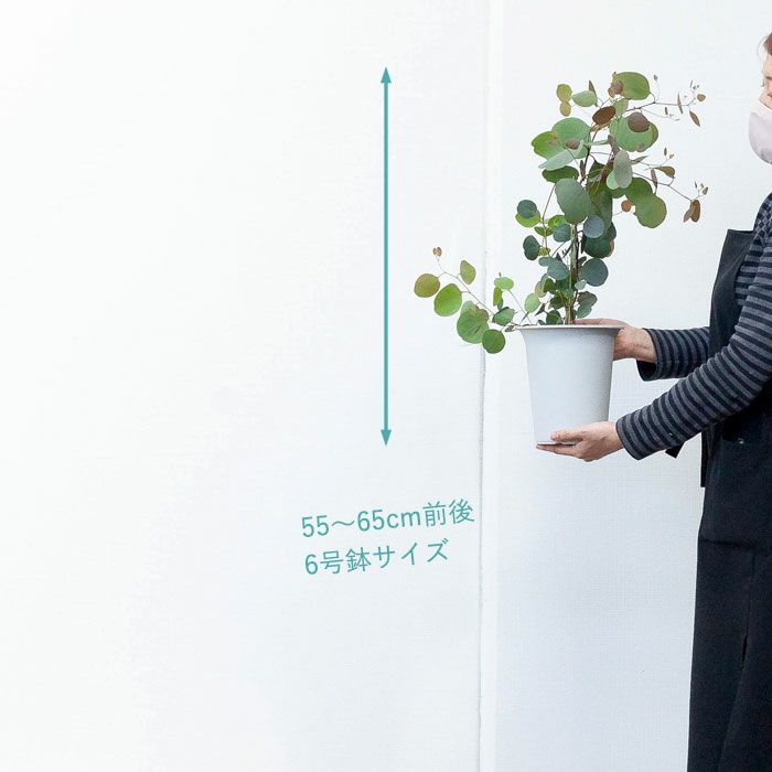 ハートリーフユーカリ（ポポラス）育て方付き｜販売は秋：予約受付e花屋