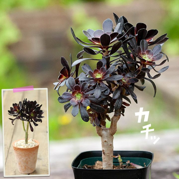 サイズ交換ＯＫ】 多肉植物^_^黒法師4 植物/観葉植物 - www.eyediashop.com