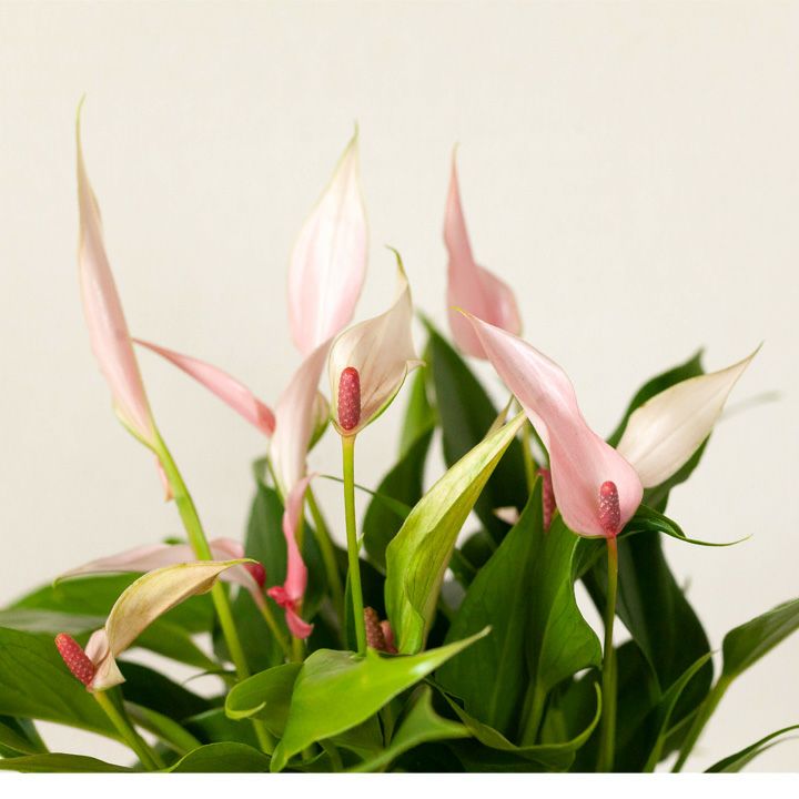 アンスリウム・リリィ―の花の説明写真
