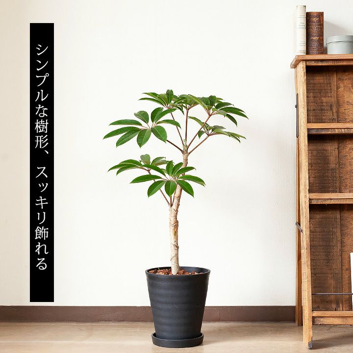 ツピタンサス カリプトラツス 同梱不可商品 公式 E 花屋さん