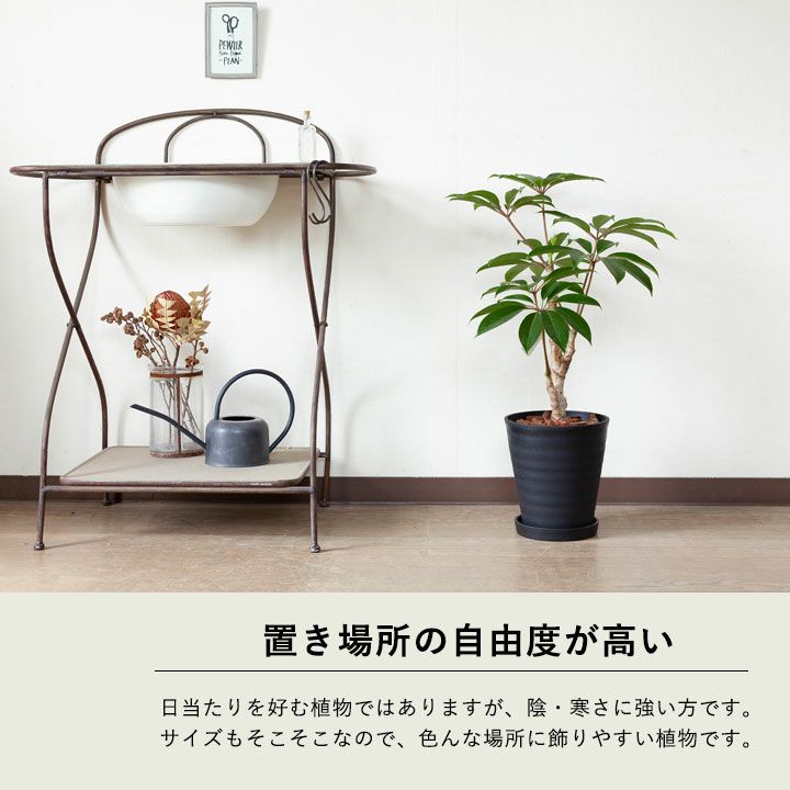 ツピタンサス カリプトラツス 同梱不可商品 公式 E 花屋さん ツピタンサス カリプトラツス 同梱不可商品 公式 E 花屋さん