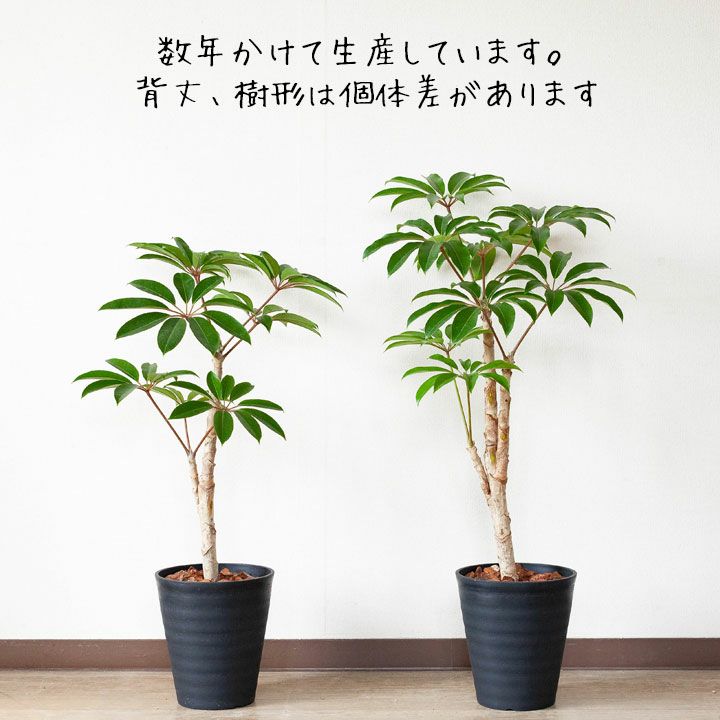 ツピタンサス カリプトラツス 同梱不可商品 公式 E 花屋さん ツピタンサス カリプトラツス 同梱不可商品 公式 E 花屋さん