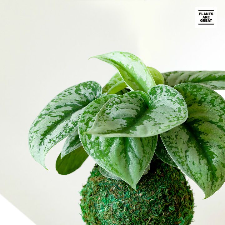 スキンダプサス・ピクタスを少し大きめの苔玉で。 | [公式]e-花屋さん