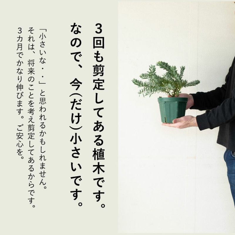 アカシアブルーブッシュ鉢植え|育て方(幹を太くする剪定)付き アカシアブルーブッシュ鉢植え|育て方(幹を太くする剪定)付き