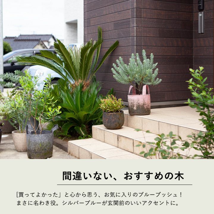 アカシアブルーブッシュ鉢植え｜育て方（幹を太くする剪定）付き