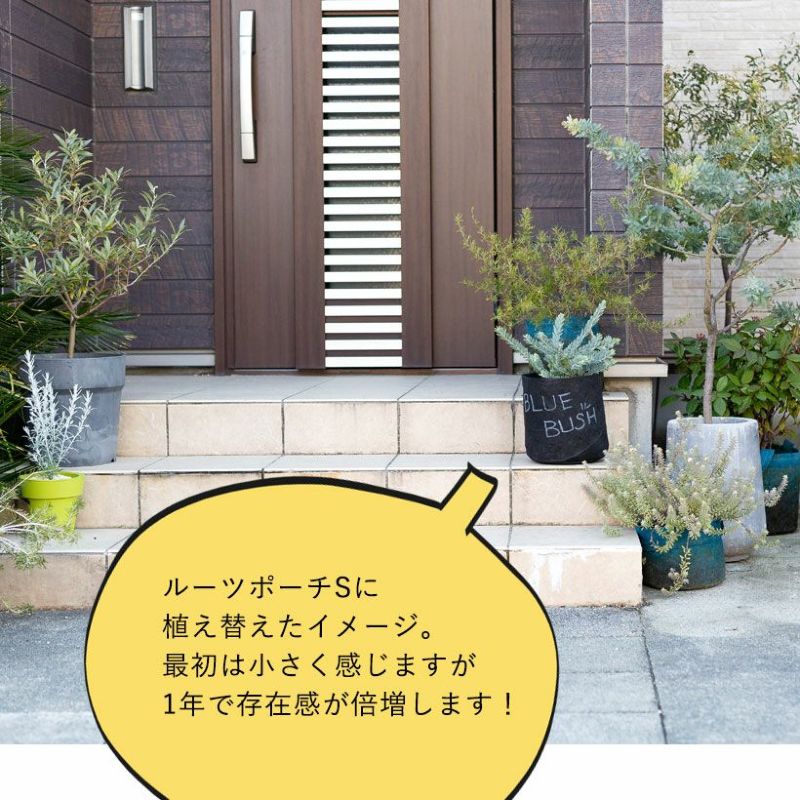 アカシアブルーブッシュ鉢植え|育て方(幹を太くする剪定)付き アカシアブルーブッシュ鉢植え|育て方(幹を太くする剪定)付き