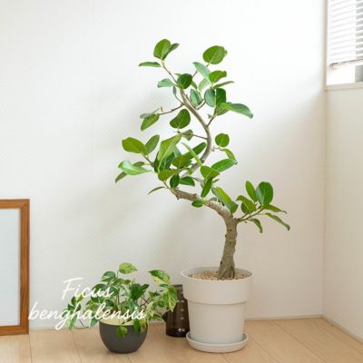 フィカス・ベンガレンシス｜大人気のゴムノキ！飾りやすい 6号鉢サイズ