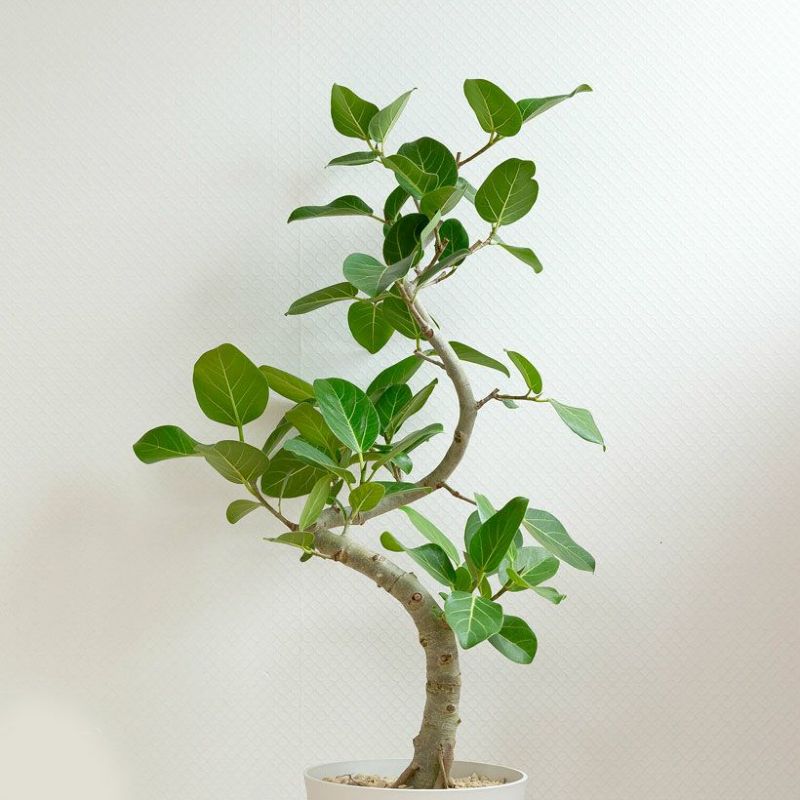 000000003208-03-l.jpg?t=