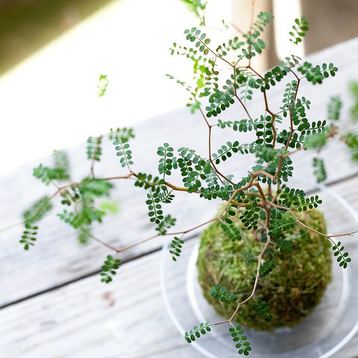ソフォラミクロフィラの苔玉｜剪定を楽しむ観葉植物のミニ盆栽