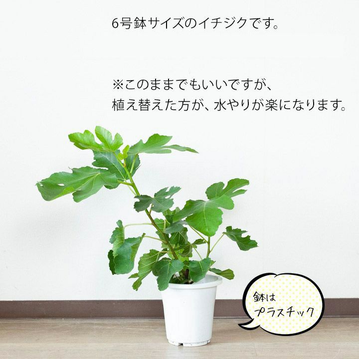 ビオレ ソリエス 黒いダイヤと呼ばれる高級イチジク苗木を鉢で ビオレ ソリエス 黒いダイヤと呼ばれる高級イチジク苗木を鉢で