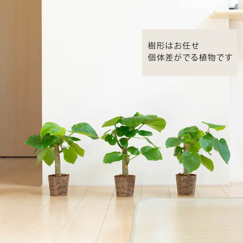 上質な沖縄産 フィカス ウンベラータ 曲がり 幹太 大型 その他