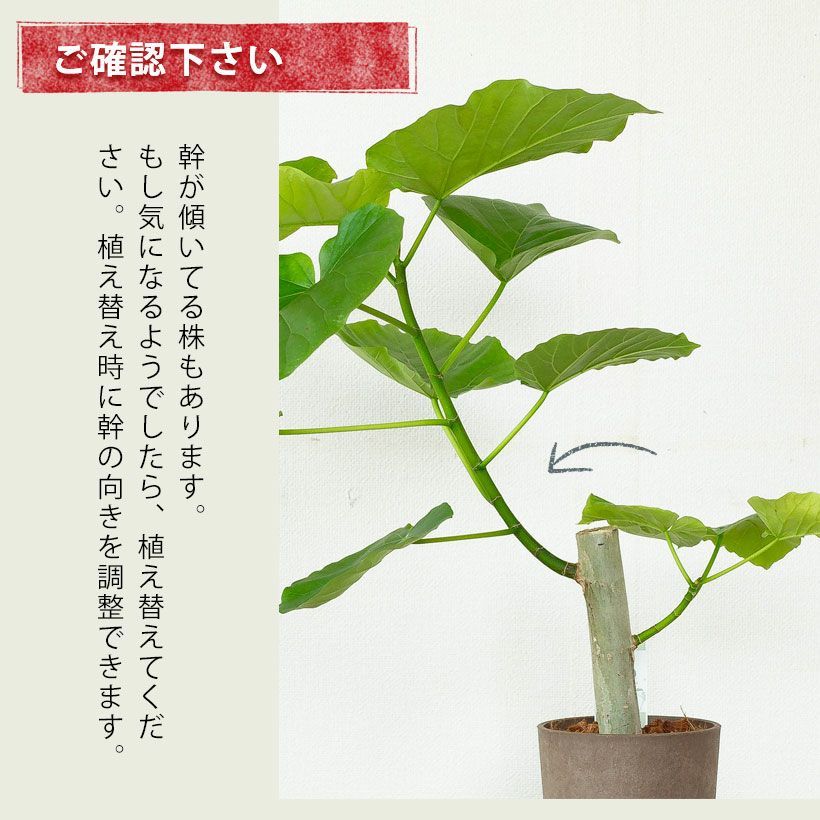 フィカス ウンベラータ 幹太 自然樹形 インテリア 観葉植物 フィカス ウンベラータ 幹太 自然樹形 インテリア 観葉植物
