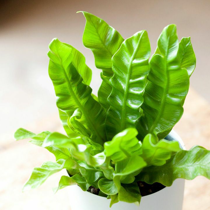 エメラルドウェーブの鉢植え 室内で楽しむ手軽な植物e 花屋さん エメラルドウェーブの鉢植え 室内で楽しむ手軽な植物e 花屋さん