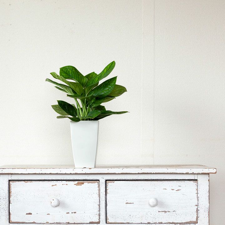 モンステラ『ジェイドウィング』シャトルコックに似て葉が肉厚