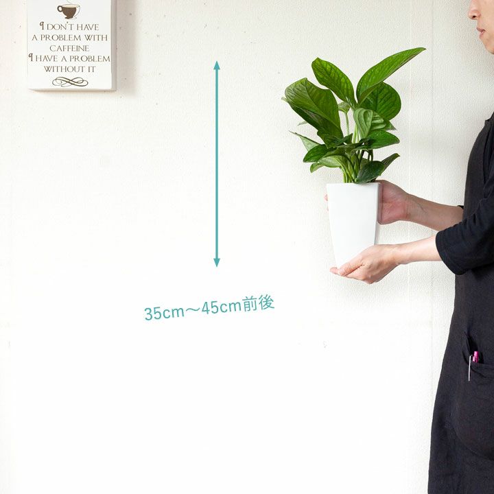 モンステラ『ジェイドウィング』シャトルコックに似て葉が肉厚