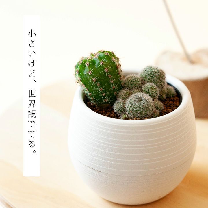 サボテン - 植物/観葉植物