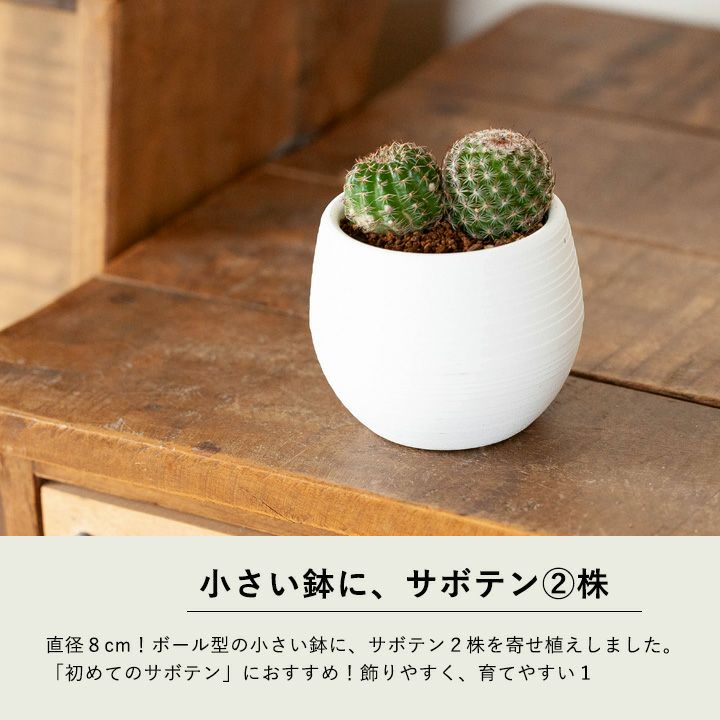 サボテン小さい寄せ植え（育て方付き）小さいまま長持ち仕立て