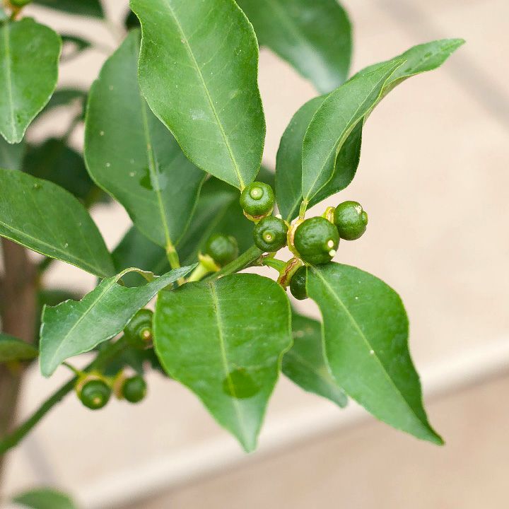 家庭菜園で取れた小ぶりの花柚子です。 - 果物