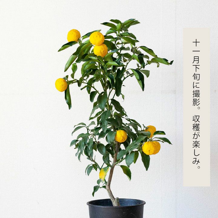 家庭菜園で取れた小ぶりの花柚子です。 - 果物