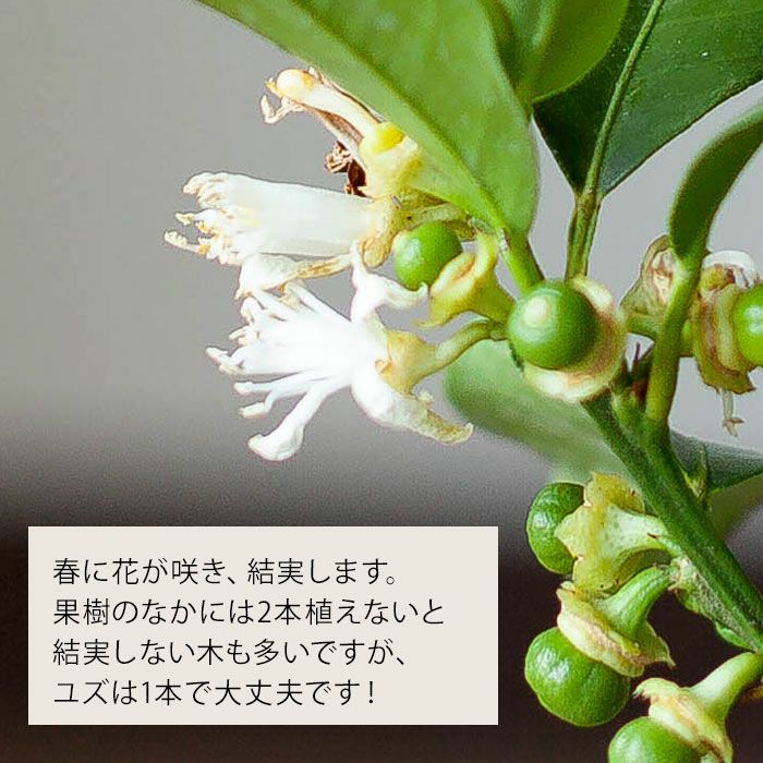 一才ユズ 花柚子 苗木 本柚子と違いは 育て方 食用レシピ付き