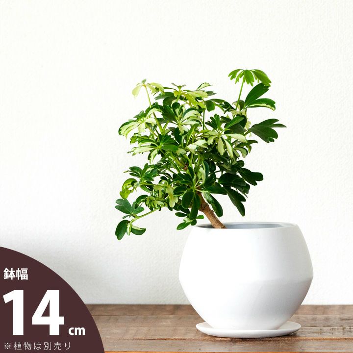 白交趾(水盤)　植木鉢 白交趾(水盤) 植木鉢 （S-CUBE (@scubebonsai) / X）