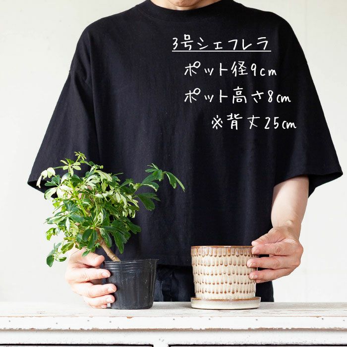 ウロコ模様・北欧風の陶器鉢｜ミニ観葉植物の植替えにe-花屋さん