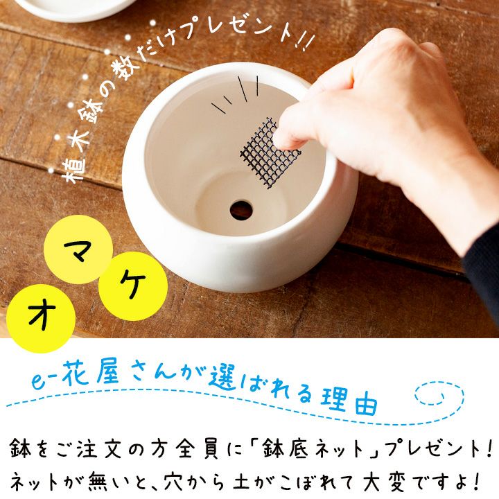ウロコ模様・北欧風の陶器鉢｜ミニ観葉植物の植替えにe-花屋さん
