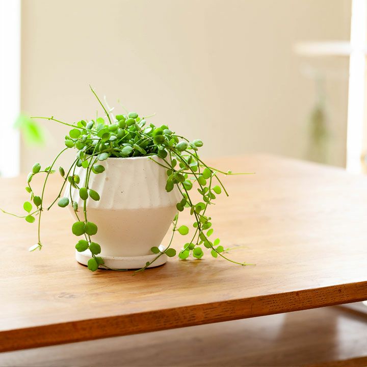 シンプルだけど、形がおもしろい!菱形&マットな質感の陶器鉢 シンプルだけど、形がおもしろい!菱形&マットな質感の陶器鉢